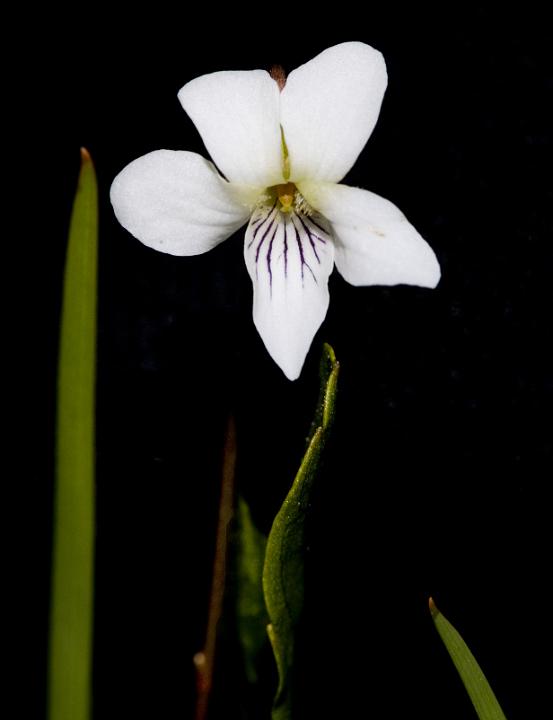 Macloskeys Violet, Viola macloskeyi.jpg